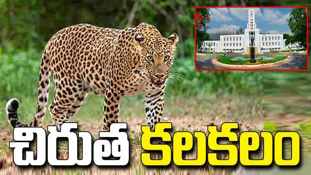 తిరుపతి ఎస్వీ యూనివర్సిటీలో మళ్లీ చిరుత సంచారం.. భయాందోళనలో విద్యార్థులు