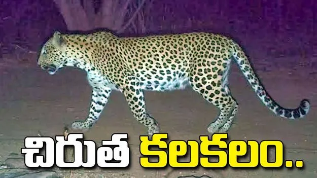 నిజామాబాద్ జిల్లా సిరిపూర్ గ్రామంలో చిరుత సంచారం.. భయాందోళనలో గ్రామస్తులు!