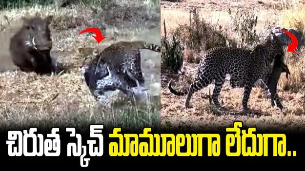 పిల్ల నుంచి తల్లిని వేరు చేసి.. చిరుత స్కెచ్ చూస్తే మతిపోవాల్సిందే.. 