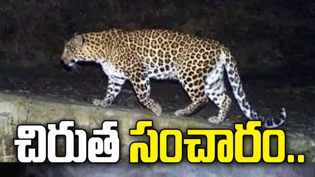 సంగారెడ్డి జిల్లా బీబీపేటలో చిరుత కలకలం.. లేగదూడపై దాడి..