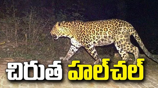 నిజామాబాద్ బస్వాపూర్ గ్రామ శివారులో చిరుత సంచారం