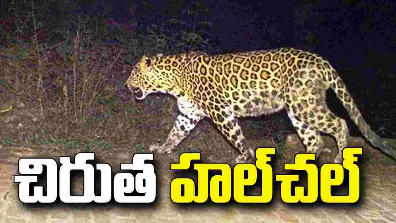 నిజామాబాద్ బస్వాపూర్ గ్రామ శివారులో చిరుత సంచారం