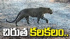 నిర్మల్ జిల్లాలో చిరుత సంచారం.. భయాందోళనలో ప్రజలు