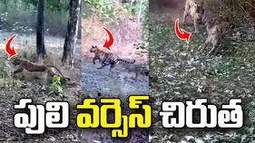 పెంచ్ టైగర్ రిజర్వ్‌లో అరుదైన దృశ్యం.. చిరుత‌ని వెంటాడిన పులి.. వీడియో వైరల్