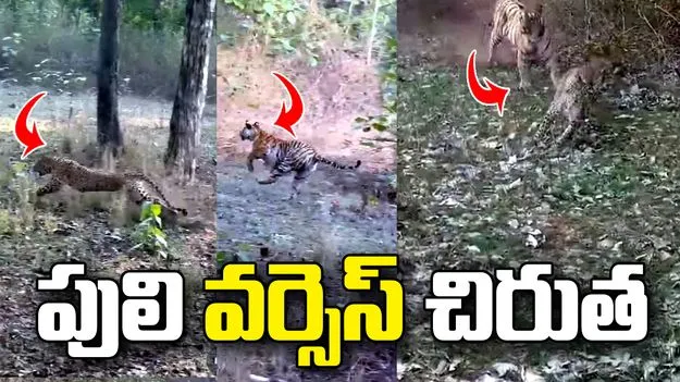 పెంచ్ టైగర్ రిజర్వ్‌లో అరుదైన దృశ్యం.. చిరుత‌ని వెంటాడిన పులి.. వీడియో వైరల్