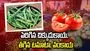 పెరిగిన చిక్కుడుకాయ.. తగ్గిన టమాటా, వంకాయ