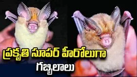 ప్రకృతి సూపర్‌ హీరోలుగా గబ్బిలాలు