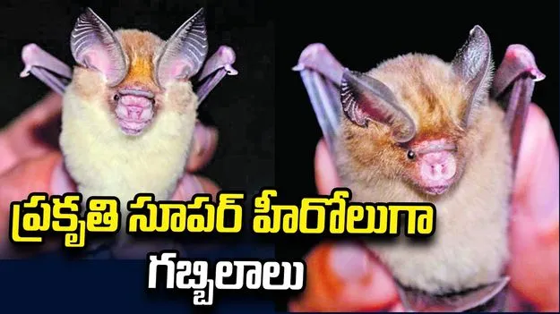 ప్రకృతి సూపర్‌ హీరోలుగా గబ్బిలాలు