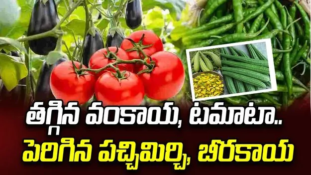తగ్గిన వంకాయ, టమాటా.. పెరిగిన పచ్చి మిర్చి, బీరకాయ