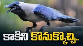 కాకిని కొనుక్కొచ్చి.. పిండాన్ని ముట్టించి..