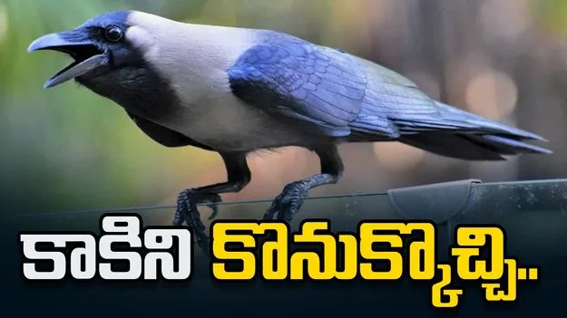 కాకిని కొనుక్కొచ్చి.. పిండాన్ని ముట్టించి..