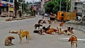 వీధుల్లో కుక్కల స్వైర విహారం