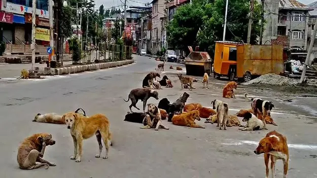 వీధుల్లో కుక్కల స్వైర విహారం