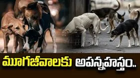 మూగజీవాలకు అపన్నహస్తం..