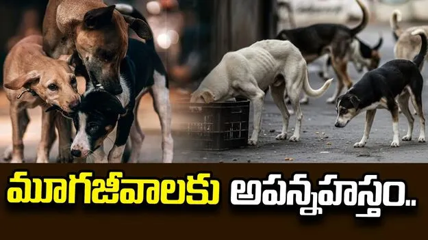 మూగజీవాలకు అపన్నహస్తం..
