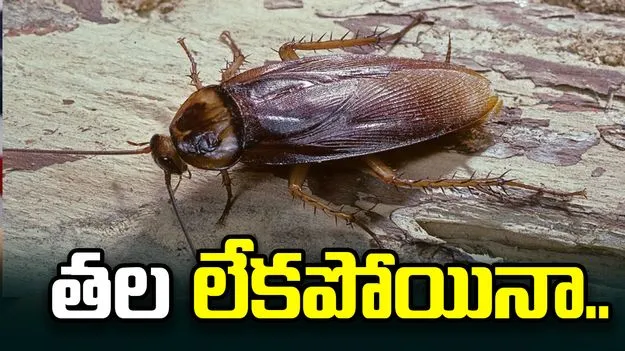 బొద్దింక తల లేకపోయినా బతకగలదు.. ఈ జీవికి సంబంధించిన ఆసక్తికర విషయాలు తెలుసా..