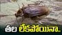 బొద్దింక తల లేకపోయినా బతకగలదు.. ఈ జీవికి సంబంధించిన ఆసక్తికర విషయాలు తెలుసా..