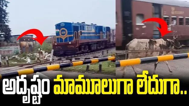 పట్టాలు దాటుతున్న ఆవు.. సడన్‌గా దూసుకొచ్చిన రైలు.. కట్‌చేస్తే..
