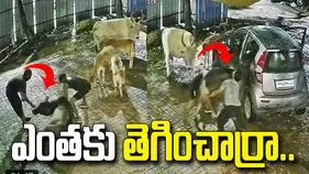 కారులో ఆవును ఎత్తుకెళ్లిన ముఠా.. వైరల్ వీడియో చూస్తే కంగుతినాల్సిందే!