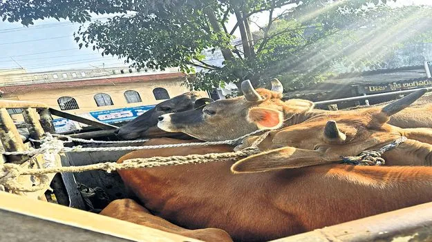 అనధికార కబేళాలకు బ్రేక్‌