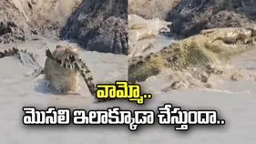 మొసళ్లు ఇలా కూడా చేస్తాయా.. భయానక వీడియో వైరల్.. 