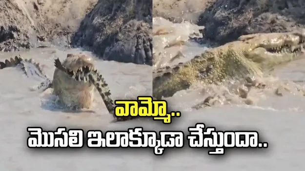 మొసళ్లు ఇలా కూడా చేస్తాయా.. భయానక వీడియో వైరల్.. 