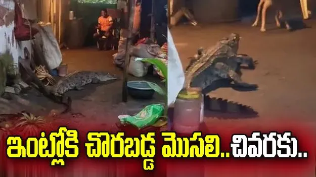 ఇంట్లోకి చొరబడ్డ 7 అడుగుల మొసలి.. తర్వాత ఏం జరిగిందంటే..