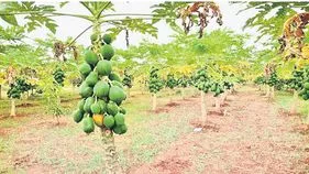 బొప్పాయి పంటకు బ్లాస్టింగ్‌ దెబ్బ