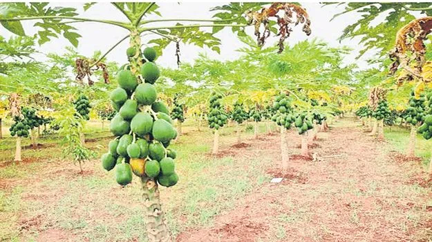 బొప్పాయి పంటకు బ్లాస్టింగ్‌ దెబ్బ