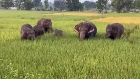 పగలు కూడా పొలాల్లోనే ఏనుగుల తిష్ట