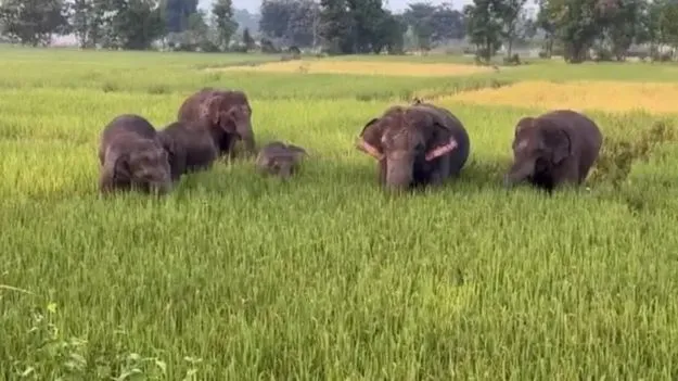 పగలు కూడా పొలాల్లోనే ఏనుగుల తిష్ట