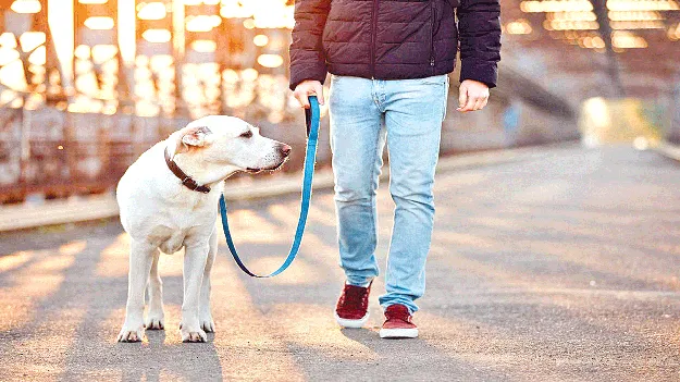 Companions who walk by your side వెంట నడిచే నేస్తాలు