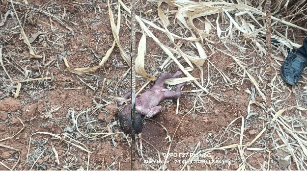 ఈ ‘పాప’ం ఎవరిది?