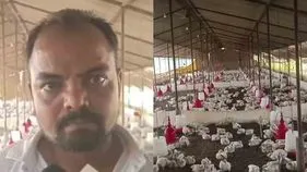 డీజే దెబ్బకు 140 కోళ్లు మృతి.. పోలీసులను ఆశ్రయించిన యజమాని..