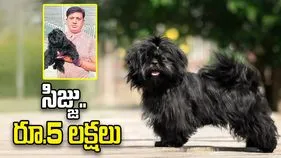సిజ్జు.. రూ.5 లక్షలు 