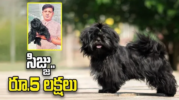 సిజ్జు.. రూ.5 లక్షలు 
