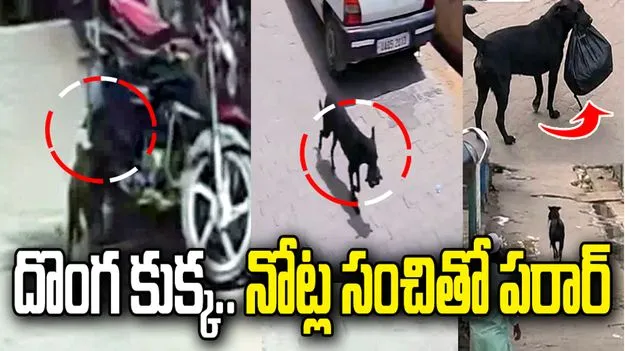 ఉత్తర్‌ప్రదేశ్‌లో వింత ఘటన.. లక్ష రూపాయల సంచితో పరారైన వీధి కుక్క!