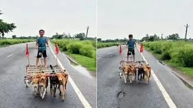 గుర్రపు బండి కాదు.. ఇది కుక్కల బండి.. బాలుడి వినూత్న ప్రయాణం వైరల్.. 