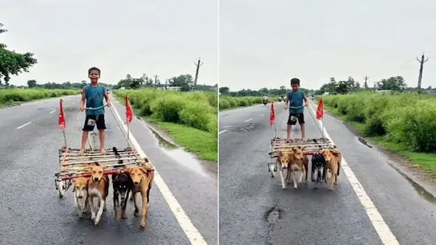 గుర్రపు బండి కాదు.. ఇది కుక్కల బండి.. బాలుడి వినూత్న ప్రయాణం వైరల్.. 