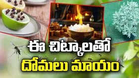 ఇంట్లో దోమలు ఎక్కువయ్యాయా? ఈ చిట్కాలతో చెక్ పెట్టండి!