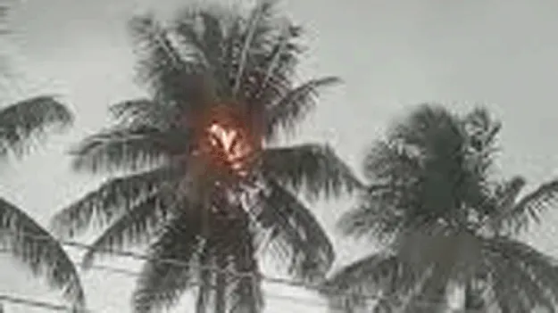  చెట్టుపై పడిన పిడుగు