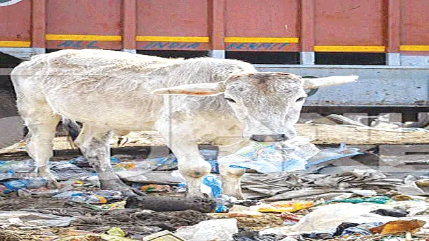 Plastic in Cattle పశువుల్లో ప్లా‘స్టాక్‌’