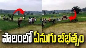 టార్చ్‌లైట్లతో బెదిరించబోతే జనంపైకి దూసుకొచ్చిన ఏనుగు.. వీడియో వైరల్