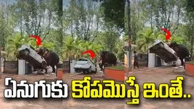 ఏనుగుకు కోపం వస్తే ఎలా ఉంటుందో తెలుసా.. కారును ఏం చేసిందో చూడండి..