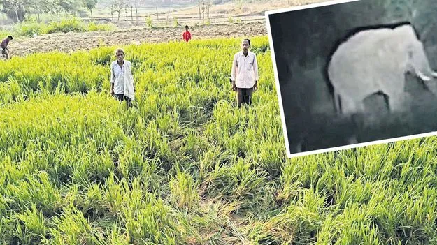 Elephant: అమ్మో.. ఒంటరి ఏనుగు 