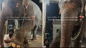 అడిగి మరీ మసాజ్ చేయించుకున్న ఏనుగు.. వైరల్ వీడియో