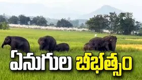 తిరుపతి జిల్లా చంద్రగిరిలో ఏనుగుల హల్‌చల్.. పంటల ధ్వంసం