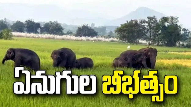 తిరుపతి జిల్లా చంద్రగిరిలో ఏనుగుల హల్‌చల్.. పంటల ధ్వంసం