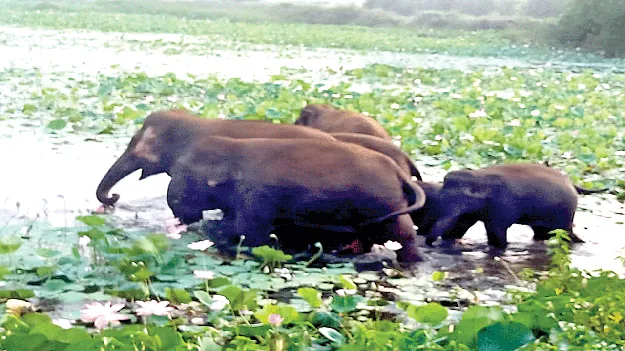   Elephants  గజరాజుల హల్‌చల్‌ 