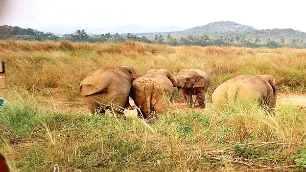 Elephants  నేరడిలో గజరాజులు